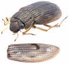 Helophorus obscurus